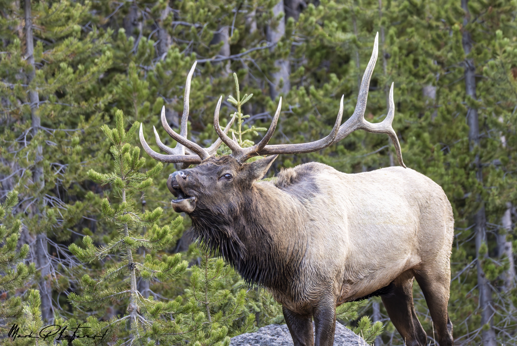 /gallery/north_america/USA/Wyoming/yellowstone/Bull Elk Yellowstone NP Sept 2024-036_med.jpg